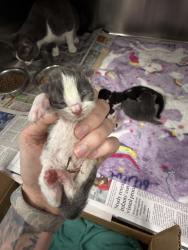 Shelter Stray Male Cat last seen Near St. Julien Avenue, LAFAYETTE, LA, 70506, 410 Dugas Rd, Lafayette, LA 70507, USA