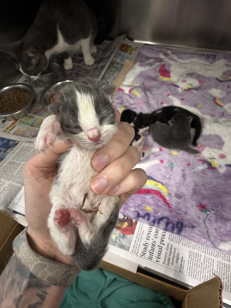 Shelter Stray Male Cat last seen Near St. Julien Avenue, LAFAYETTE, LA, 70506, 410 Dugas Rd, Lafayette, LA 70507, USA