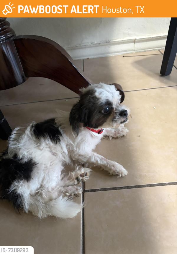 Found/Stray Male Dog last seen Park place 77087, Houston, TX 77087