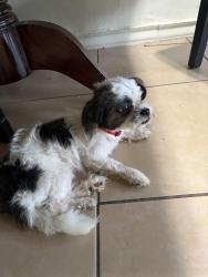 Found/Stray Male Dog last seen Park place 77087, Houston, TX 77087