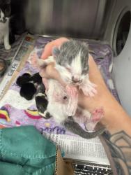 Shelter Stray Female Cat last seen Near St. Julien Avenue, LAFAYETTE, LA, 70506, 410 Dugas Rd, Lafayette, LA 70507, USA