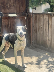 Reunited Male Dog last seen Near, Venice, CA 90291