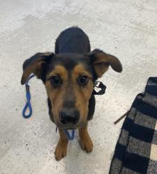 Shelter Stray Male Dog last seen Near S Colorow Road, SALT LAKE CITY, UT, 84104, 511 W 3900 S, Salt Lake City, UT 84123, USA
