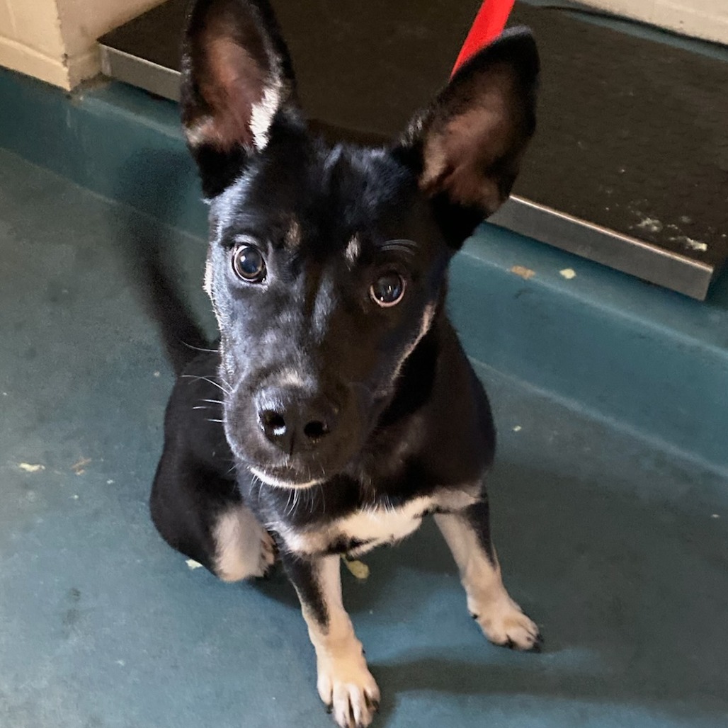Shelter Stray Male Dog last seen , 2350 Appling City Cove, Memphis, TN 38133, USA