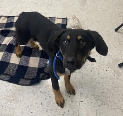 Shelter Stray Female Dog last seen Near S Colorow Road, SALT LAKE CITY, UT, 84104, 511 W 3900 S, Salt Lake City, UT 84123, USA