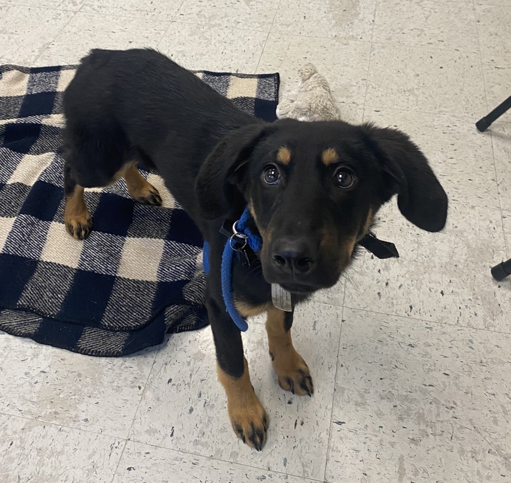 Shelter Stray Female Dog last seen Near S Colorow Road, SALT LAKE CITY, UT, 84104, 511 W 3900 S, Salt Lake City, UT 84123, USA