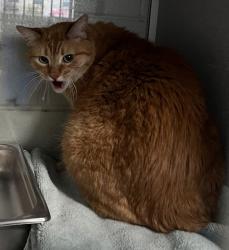 Shelter Stray Male Cat last seen Apt 105,670 E Brittany Drive, MURRAY CITY, UT, 84107, 511 W 3900 S, Salt Lake City, UT 84123, USA