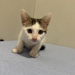 Shelter Stray Female Cat last seen , 3607 N Armenia Ave, Tampa, FL 33607, USA