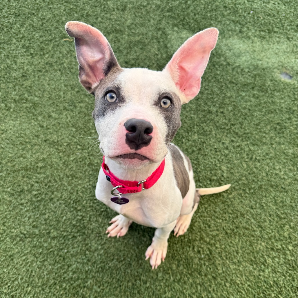 Shelter Stray Male Dog last seen , 3612 11th Ave, Los Angeles, CA 90018, USA