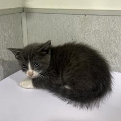 Shelter Stray Male Cat last seen , 3607 N Armenia Ave, Tampa, FL 33607, USA