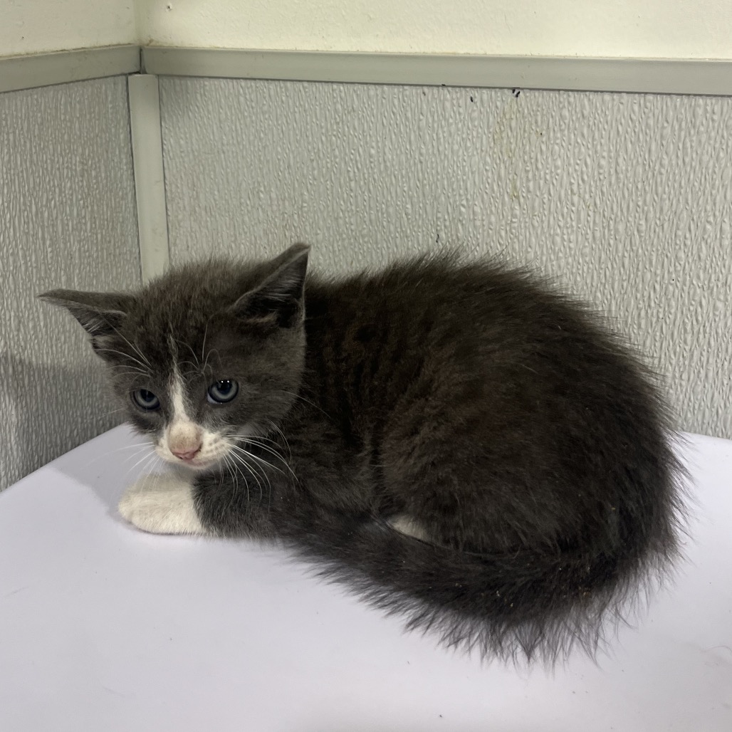 Shelter Stray Male Cat last seen , 3607 N Armenia Ave, Tampa, FL 33607, USA