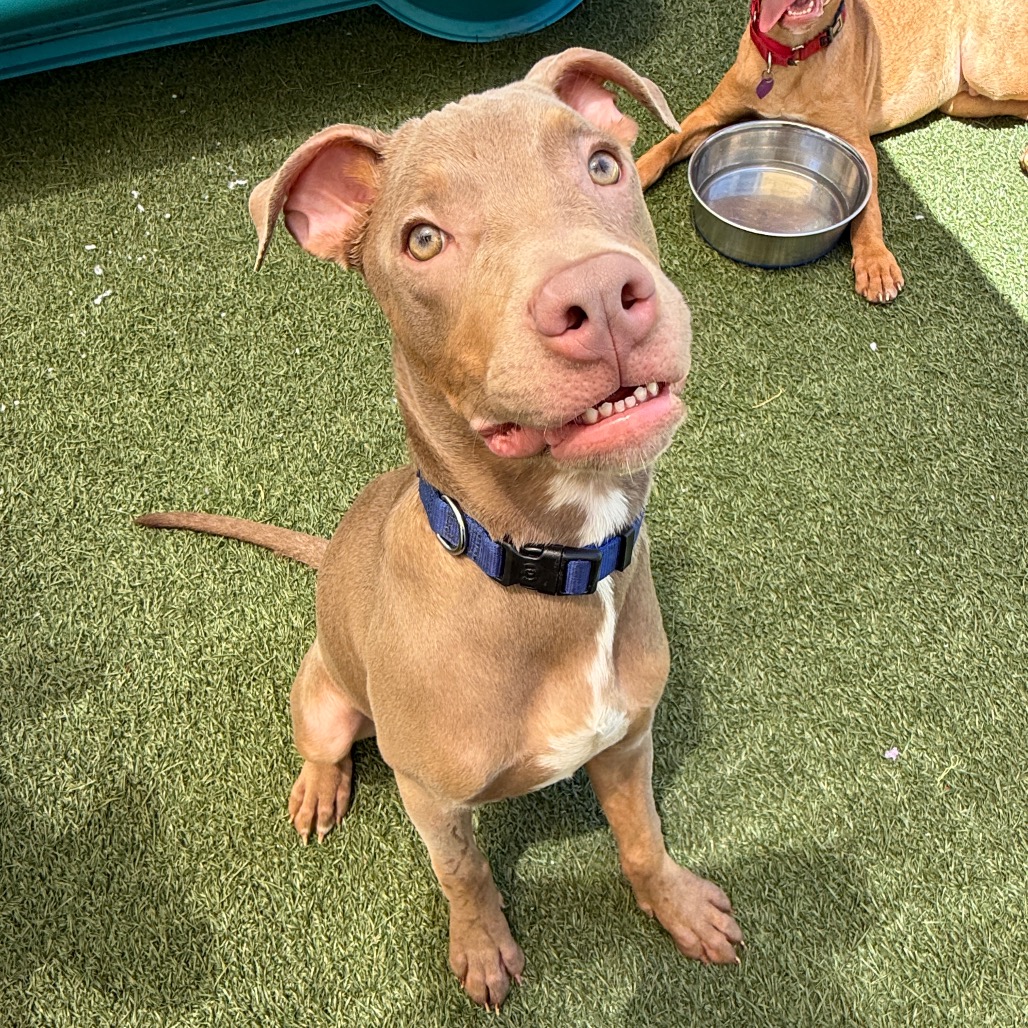 Shelter Stray Male Dog last seen , 3612 11th Ave, Los Angeles, CA 90018, USA