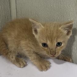 Shelter Stray Male Cat last seen , 3607 N Armenia Ave, Tampa, FL 33607, USA