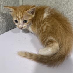 Shelter Stray Male Cat last seen , 3607 N Armenia Ave, Tampa, FL 33607, USA