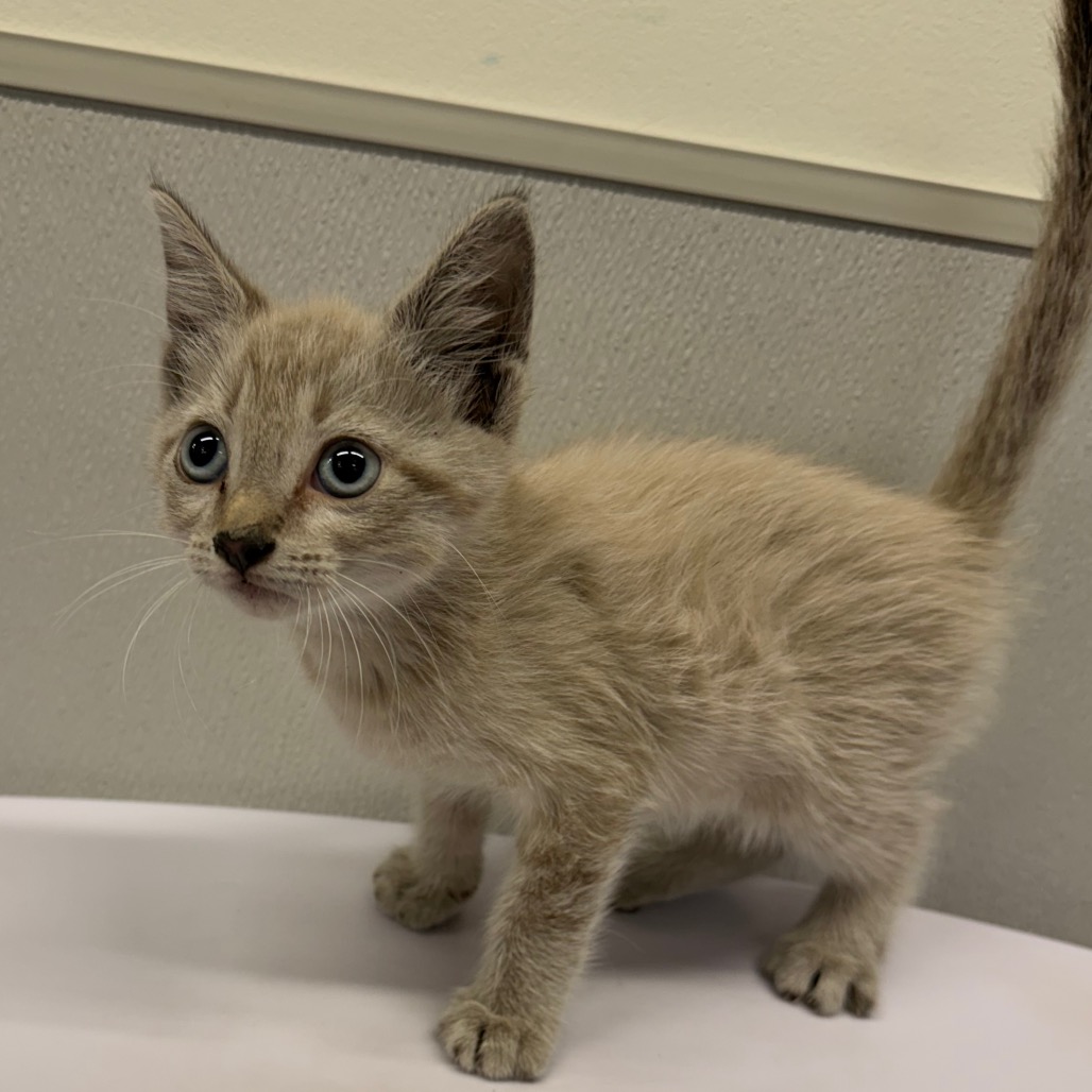 Shelter Stray Male Cat last seen , 3607 N Armenia Ave, Tampa, FL 33607, USA