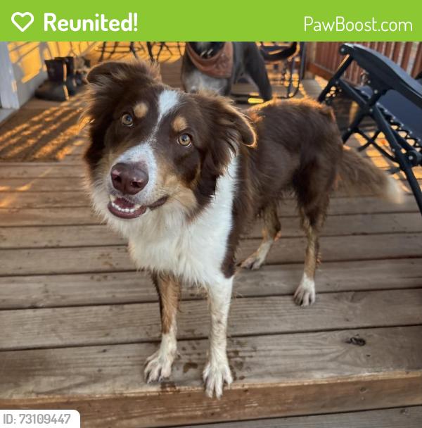 Reunited Male Dog last seen E Douglas rd or Annex reservoir 8, Fort Collins, CO 80524