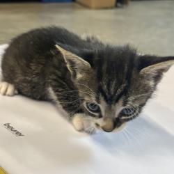 Shelter Stray Male Cat last seen , 3607 N Armenia Ave, Tampa, FL 33607, USA