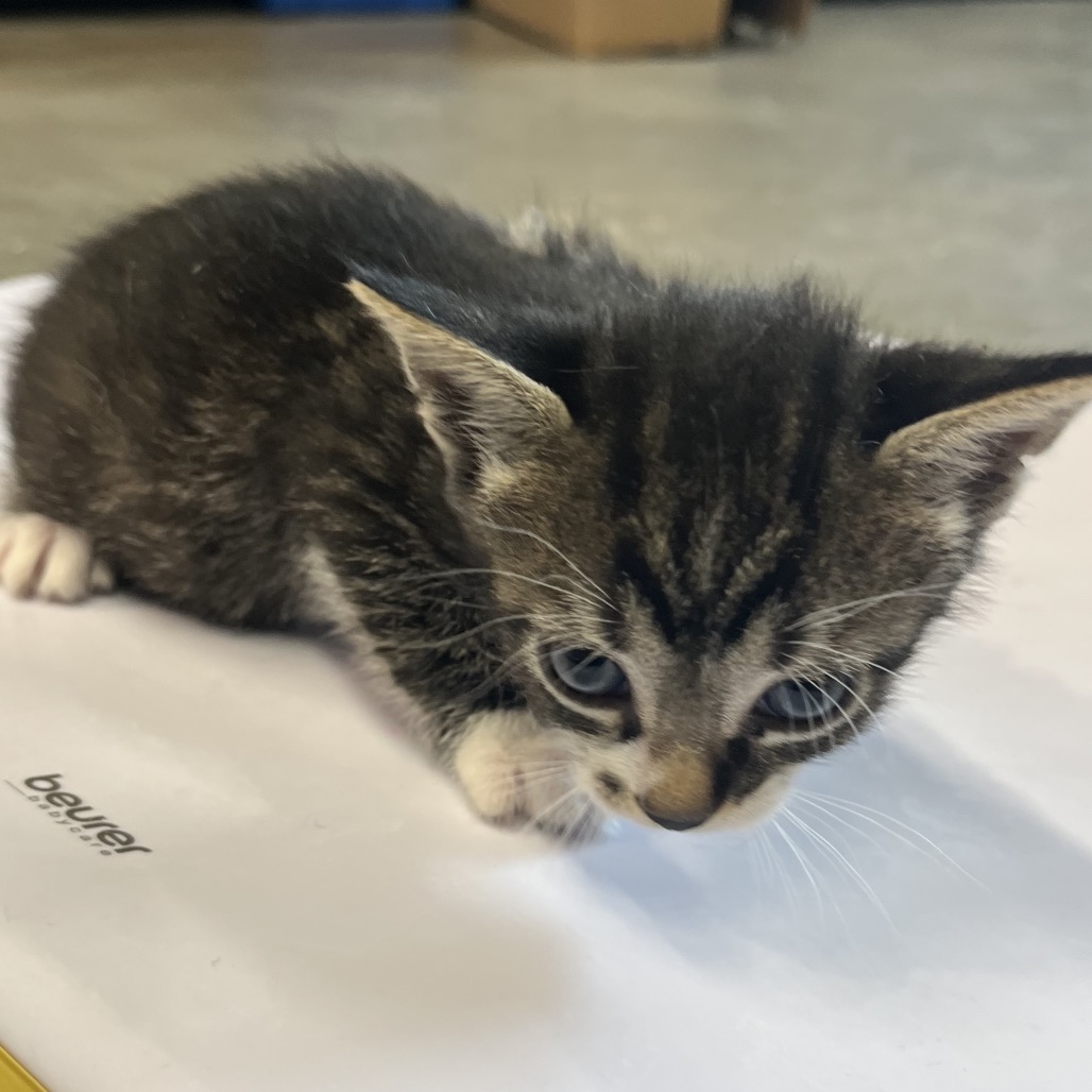Shelter Stray Male Cat last seen , 3607 N Armenia Ave, Tampa, FL 33607, USA