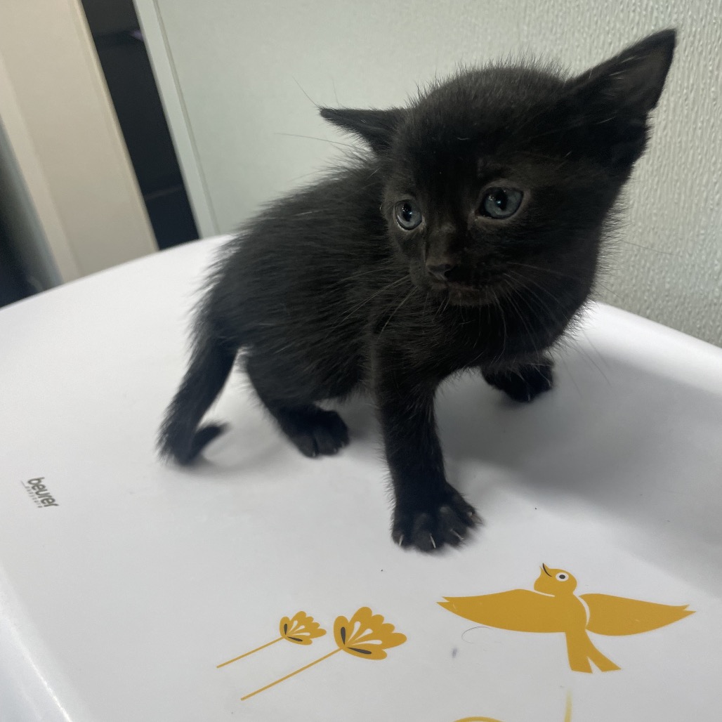 Shelter Stray Female Cat last seen , 3607 N Armenia Ave, Tampa, FL 33607, USA