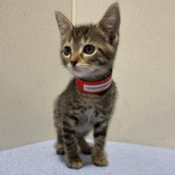 Shelter Stray Female Cat last seen , 3607 N Armenia Ave, Tampa, FL 33607, USA