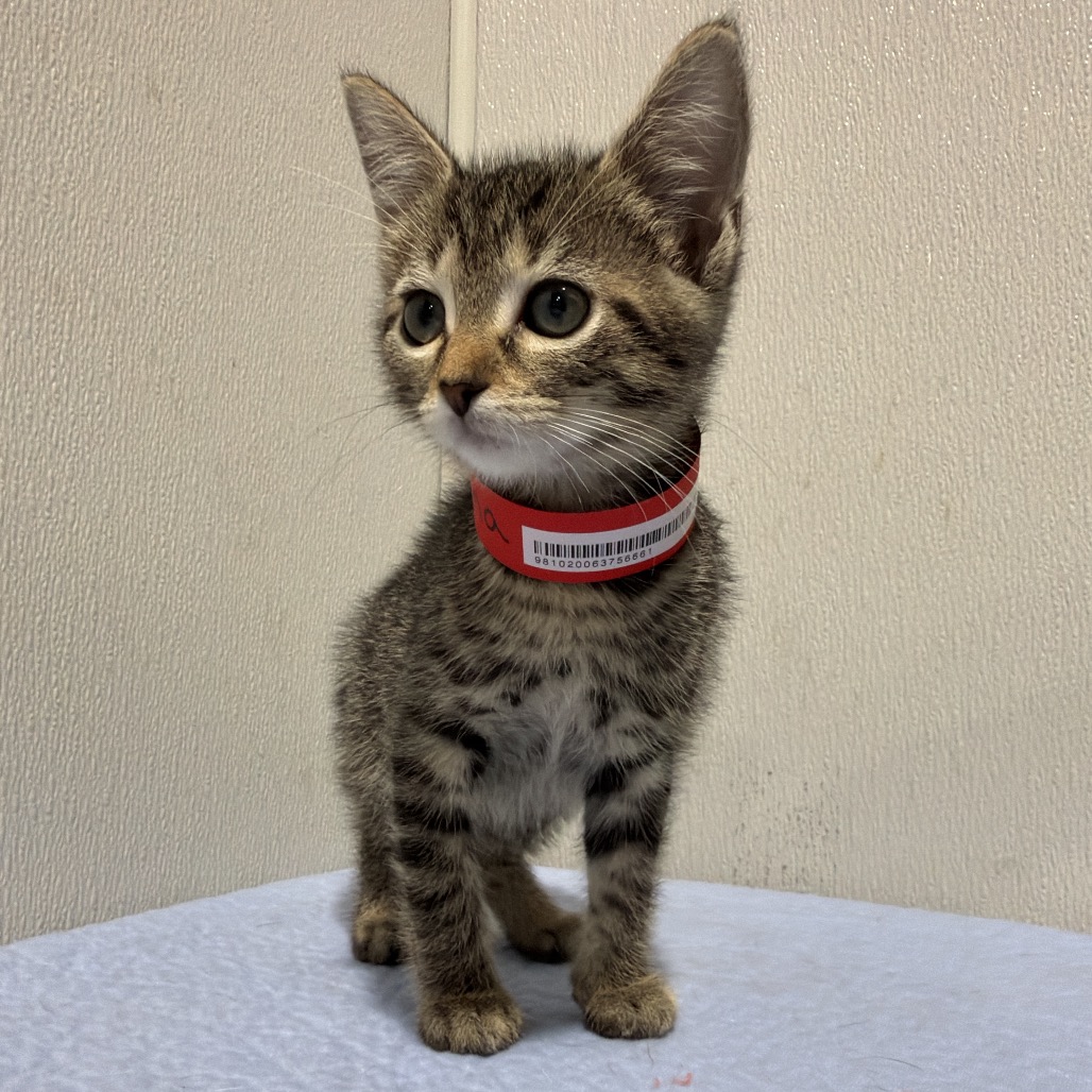 Shelter Stray Female Cat last seen , 3607 N Armenia Ave, Tampa, FL 33607, USA
