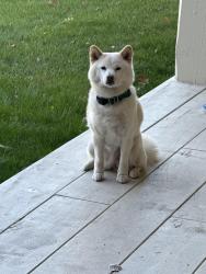 Reunited Female Dog last seen Highway 40 and River Road, Mayflower Mountain, UT 84032