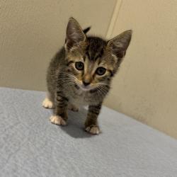 Shelter Stray Female Cat last seen , 3607 N Armenia Ave, Tampa, FL 33607, USA