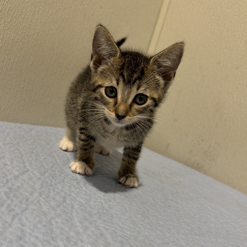 Shelter Stray Female Cat last seen , 3607 N Armenia Ave, Tampa, FL 33607, USA