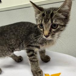 Shelter Stray Female Cat last seen , 3607 N Armenia Ave, Tampa, FL 33607, USA