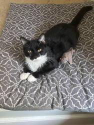Found/Stray Male Cat last seen Montgomery and w southern ave, Muskegon, MI 49441