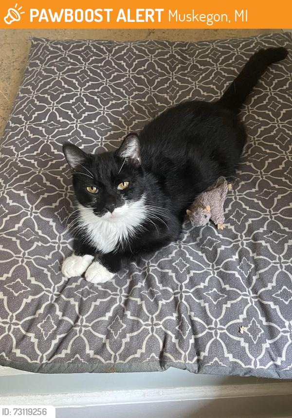Found/Stray Male Cat last seen Montgomery and w southern ave, Muskegon, MI 49441