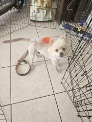 Found/Stray Male Dog last seen 4th ave and h street, Chula Vista, CA 91910