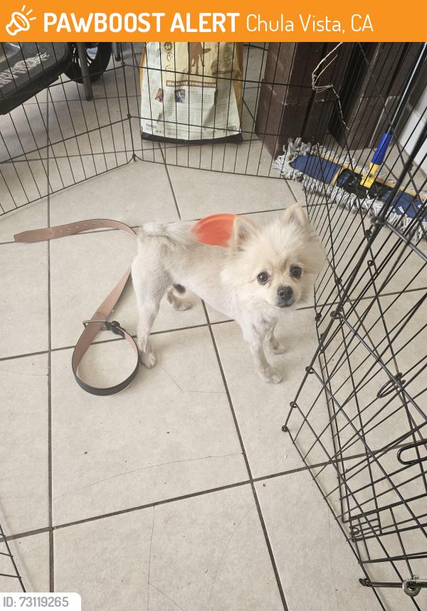 Found/Stray Male Dog last seen 4th ave and h street, Chula Vista, CA 91910