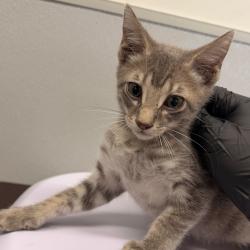 Shelter Stray Male Cat last seen , 3607 N Armenia Ave, Tampa, FL 33607, USA