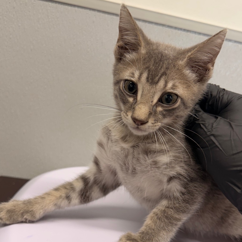 Shelter Stray Male Cat last seen , 3607 N Armenia Ave, Tampa, FL 33607, USA