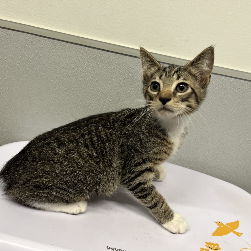 Shelter Stray Male Cat last seen , 3607 N Armenia Ave, Tampa, FL 33607, USA