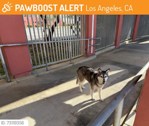 Found/Stray Unknown Dog last seen Ramona Opportunity High School, Los Angeles, CA 90063