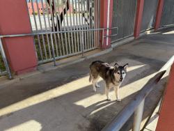 Found/Stray Unknown Dog last seen Ramona Opportunity High School, Los Angeles, CA 90063