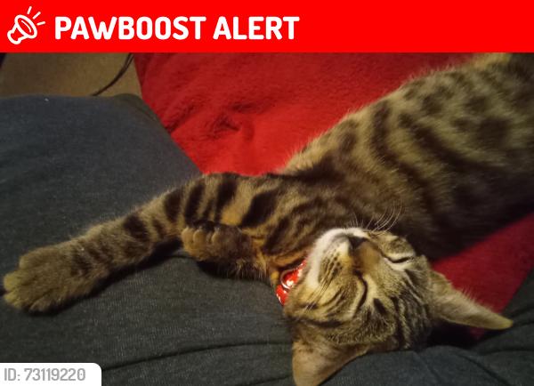 Lost Female Cat last seen Weston Road Dalrymple Way, Norfolk, England NR6 6TR