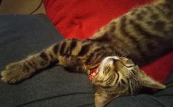 Lost Female Cat last seen Weston Road Dalrymple Way, Norfolk, England NR6 6TR