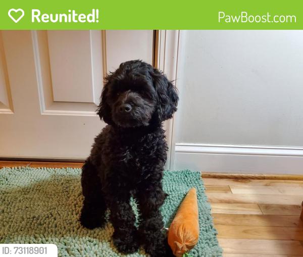 Reunited Male Dog last seen 28th and M street, Richmond, VA, Richmond, VA 23223
