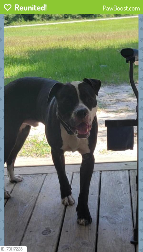 Reunited Male Dog last seen Holder Rd and Kentyrewiod Farm Rd, Sanford, NC 27332