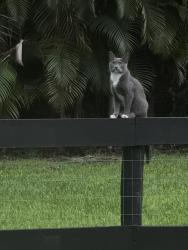 Lost Female Cat last seen E and west rd, N and south Rd, Charleston, SC 29412