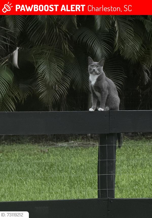 Lost Female Cat last seen E and west rd, N and south Rd, Charleston, SC 29412