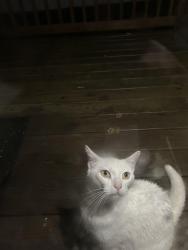 Found/Stray Female Cat last seen crystal blvd, Pine Level, NC 27576