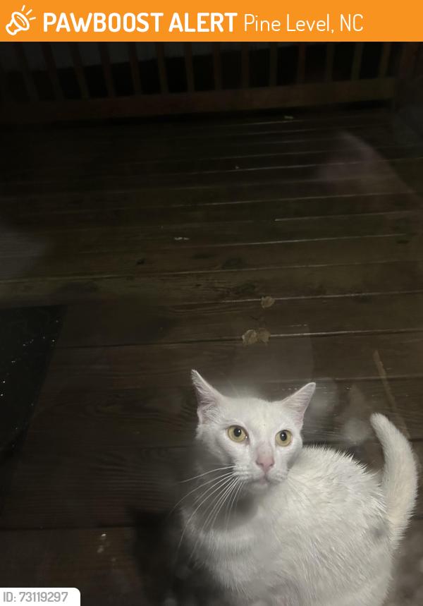 Found/Stray Female Cat last seen crystal blvd, Pine Level, NC 27576
