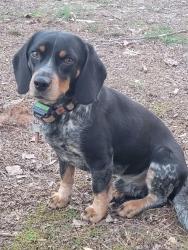 Lost Male Dog last seen Mayflower snd Sneads Store Rd, Lunenburg County, VA 23944