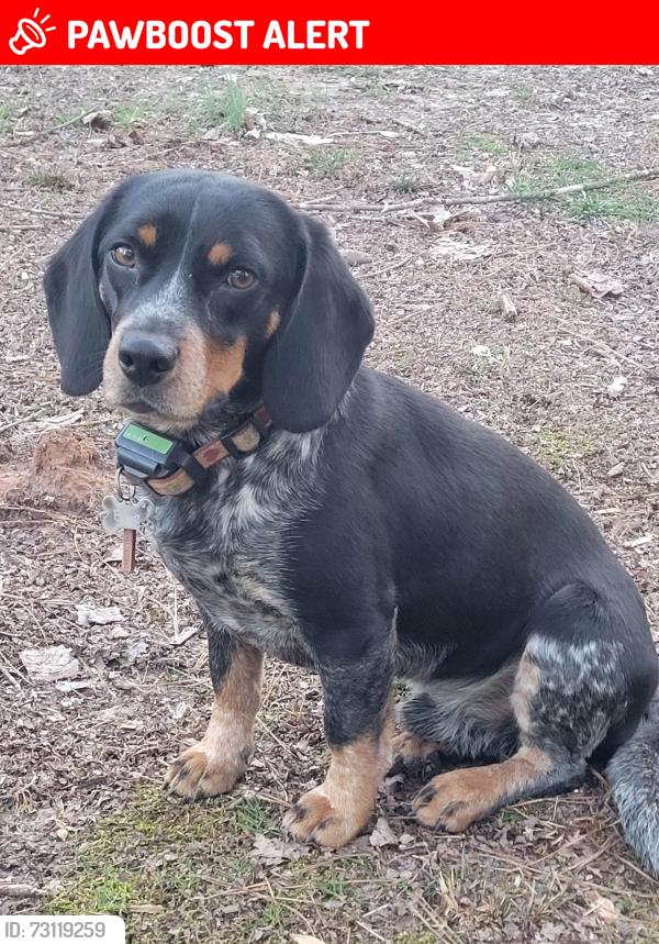 Lost Male Dog last seen Mayflower snd Sneads Store Rd, Lunenburg County, VA 23944