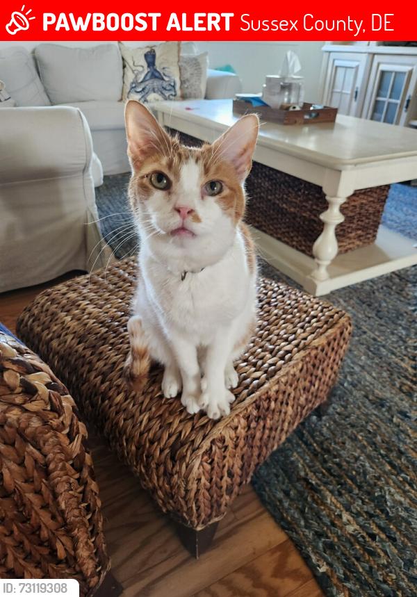 Lost Male Cat last seen Flatstone Circle & Fieldstone Drive, Sussex County, DE 19968