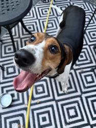 Reunited Unknown Dog last seen E Campground, Kingsport, TN 37664